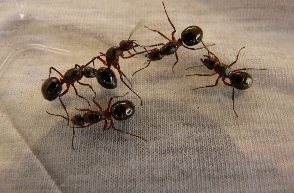 Pojavili su vam se mravi u kući: Ovo je sprej koji će vam pomooći da ih se rešite